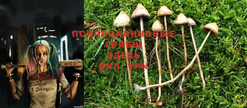 где купить наркоту  блэк спрут ССЫЛКА  Псилоцибиновые грибы Cubensis  Петухово 